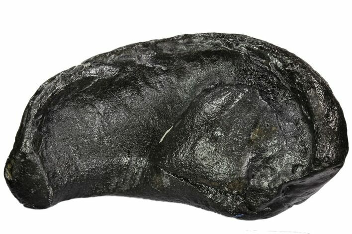 Fossil Whale Ear Bone - Miocene #109253